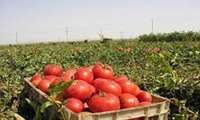 برداشت بیش از ۵۸۵هزار تن گوجه فرنگی از مزارع استان بوشهر