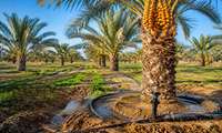 توسعه طرح نوین آبیاری در نخیلات دشتستان منوط به تکمیل شبکه‌ها است 