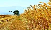 پیش‌بینی برداشت و خرید تضمینی گندم در استان بوشهر 