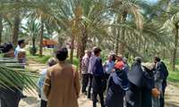 برنامه آموزشی- ترویجی کنترل آفات خرما در تنگستان اجرا شد