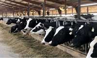 یافته های تحقیقاتی به دامداران استان بوشهر منتقل می شود
