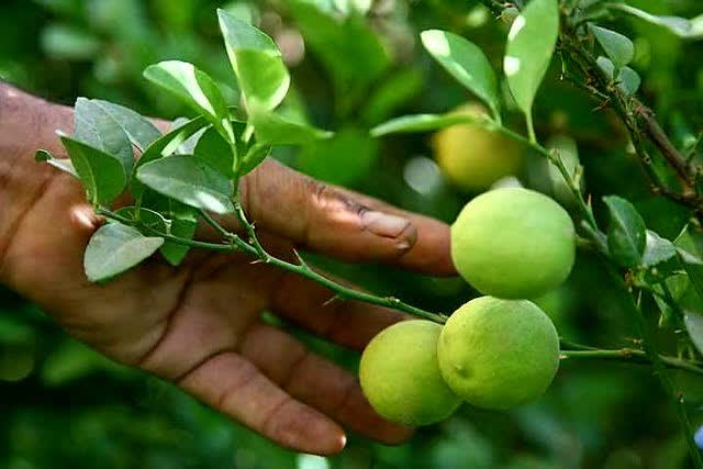 برداشت لیموترش از ۵۲۰۰ هکتار باغات استان بوشهر آغاز شد